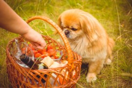 中卫市养犬管理条例2023最新(中卫市养犬管理办法)