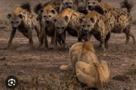 狮子被鬣狗包围 却不逃跑：为什么呢