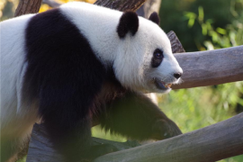 旅美大熊猫“乐乐”死因报告发布：心脏病变可能是主因