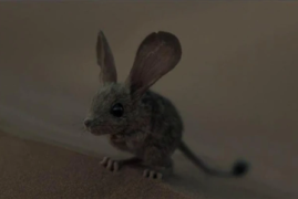 《沙丘2》中用耳朵喝水的“沙鼠”是真的吗：还有比它更神奇的