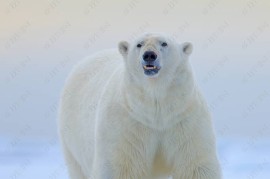 冷萌可爱，北极熊的冰雪世界与美食盛宴 