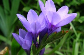 紫色百合花代表什么意思