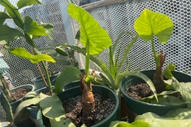 滴水观音块茎繁殖与种植方法