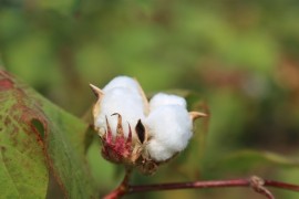 中国农科院从棉花中发现新型高效杀虫蛋白：可以替代化学农药 对环境友好无残留