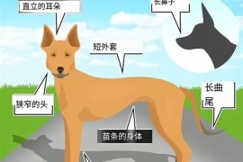狗的尽头是中国土狗 若人类消失 5年内所有狗会长一个样