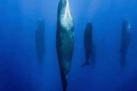 抹香鲸睡觉充满了仪式感：像沉木一样 垂直立在水下
