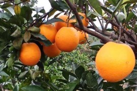 橙(黄果、柑子)