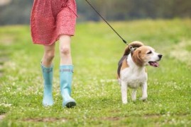 珠海经济特区养犬管理条例修正最新版【全文】(珠海养殖业)