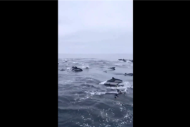 渔民出海偶遇100多只海豚逐浪嬉戏：场面很美很壮观