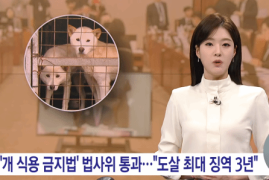 韩国立法禁食狗肉：以食用目的宰杀将判刑、罚款 网友热议众生平等