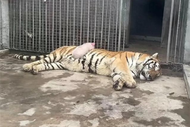 扮猪吃老虎居然是真的 动物园里小猪趴在老虎肚子上睡觉