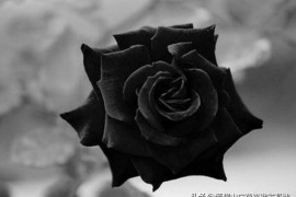 黑玫瑰的花语是什么（黑玫瑰的寓意和象征）