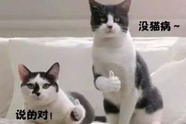哈喽kitty动画片（哈喽凯蒂是什么意思）