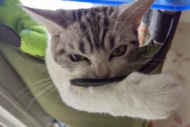 起司猫表情：网红背后的故事 