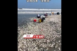 官方回应广东汕尾海滩突现百米生蚝带：建议尽量不要食用