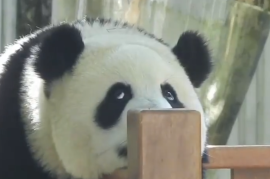 大熊猫“青糍”因病去世：患罕见肠梗阻并发肠套叠