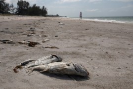 美佛州海滩清出近两吨死鱼：民众直呼“辣眼睛”
