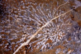 秦岭发现大量珊瑚！3.5亿年前还是一片汪洋大海