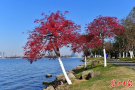 东湖岸边最红的树