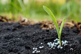 fertilizers（“大葱”用英语怎么说）