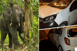 男子驾车误撞小象遭5头大象围攻 科普：群居动物家庭观念极强