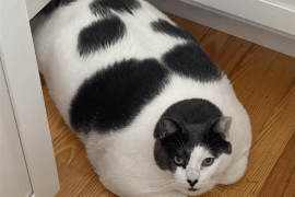 世界最胖的猫在数万人的监督下被迫减肥：一年后能跳上桌子了