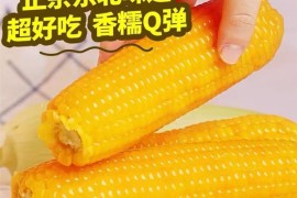 正宗东北味 香糯Q弹：吉林农投黄糯玉米2.79元/根狂促
