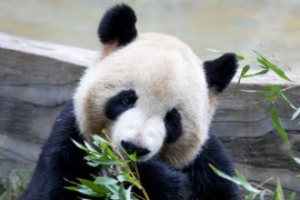 拍摄者回应旅英大熊猫听懂四川话(拍摄者英文)