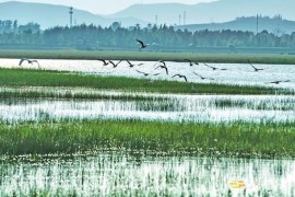 天津市湿地保护条例最新修正版【全文】