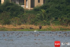 2023年海南越冬水鸟调查启动