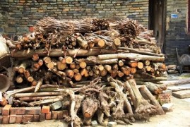为什么死松树不能当柴火烧 中国9亿亩松树正遭受前所未有的危机
