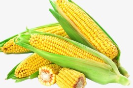 2023年玉米补贴多少钱一亩(二零二零年玉米补贴多少钱)