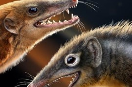 两只侏罗纪“小鼠” 竟能改写哺乳动物演化结构