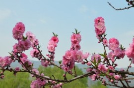 碧桃是乔木还是灌木 属于什么类植物