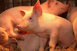 2023年猪肉会降价吗(2023年猪肉行情分析最新)(明年的猪肉会下降吗)
