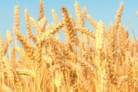 2023年小麦还会继续上涨吗(明年小麦会不会涨价)
