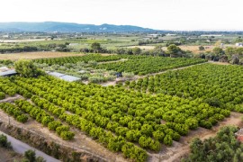 qq农场升级秘籍：种植高级果树快速升级，特色作物增加乐趣 