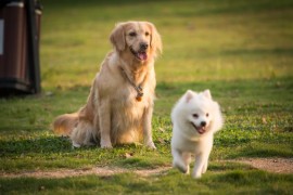 洛阳市养犬管理条例2023最新版(洛阳市养犬管理所地址)