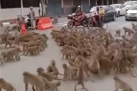 泰国数千只猴子帮派冲突打群架：37只带头公猴被抓去做绝育