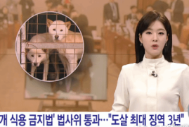 韩国成功立法取缔狗肉产业：但大量从业者不答应