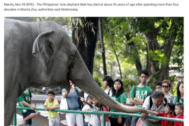 菲律宾唯一头！全球最孤独大象去世 网友：难过又高兴