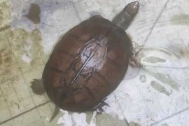 黄喉拟水龟(石龟、石金钱龟)