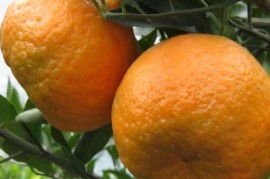 春见柑橘什么时候成熟