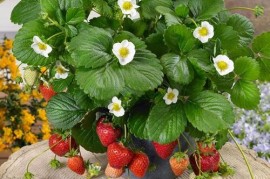 四季草莓有毒吗 可以放在室内养吗