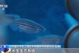 中国首次！神舟十八号乘组“太空养鱼”实验揭晓：建立生态平衡系统