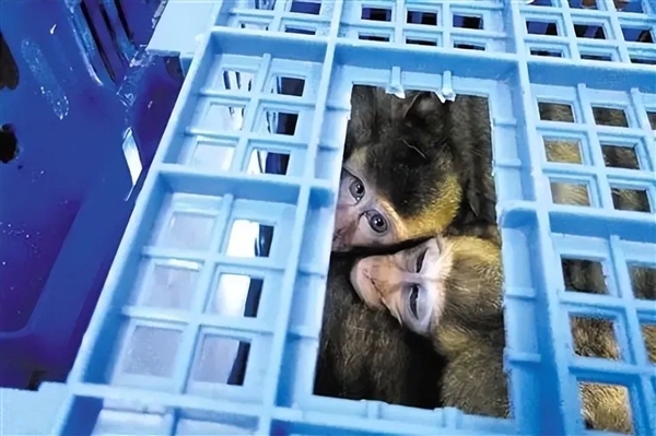 从1万涨到40万 实验猴贵到离谱：泰国猴子诡异频频失踪-图1