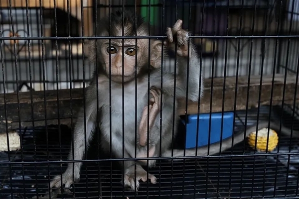 从1万涨到40万 实验猴贵到离谱：泰国猴子诡异频频失踪-图6
