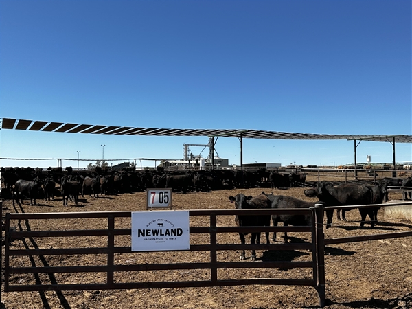 澳洲直采专供 盒马与三家企业就进口牛肉达成战略合作