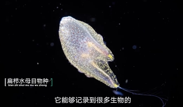 胡歌南海深潜：亲眼见证深海生物“垂直迁徙” 还捡回两块电池-图3