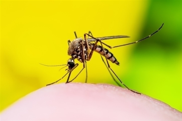 登革热疫情严重：阿根廷用辐射给蚊子做绝育-图1